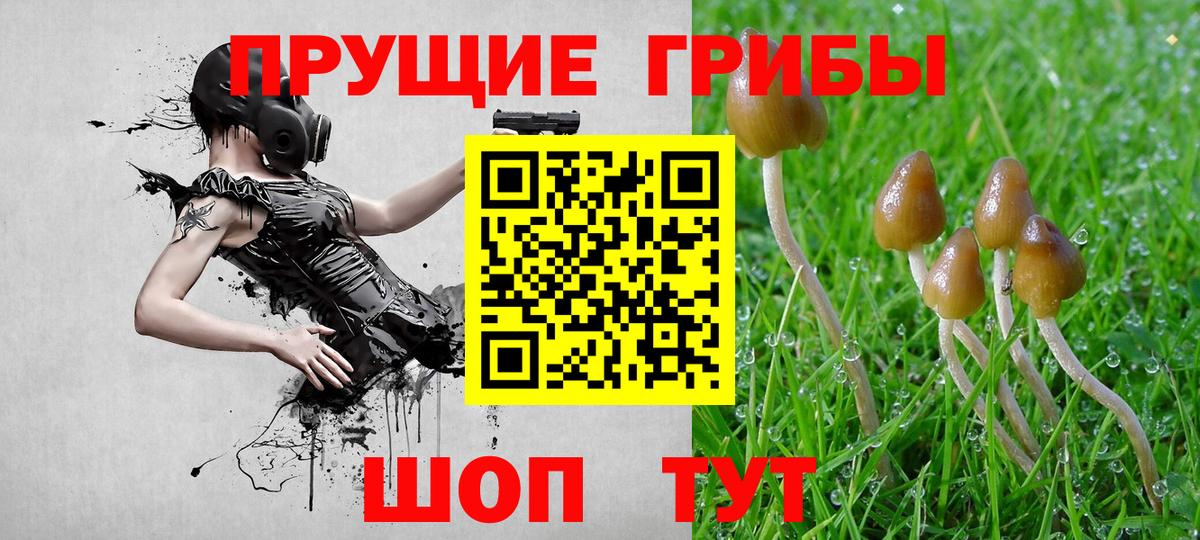 Пушкино  Псилоцибиновые грибы Psilocybine cubensis  Вход с VPN 